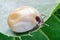 Swollen mite from blood, a dangerous parasite and carrier of infection sits on a leaf