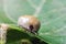 Swollen mite from blood, a dangerous parasite and carrier of infection sits on a leaf