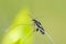 Swollen-thighed beetle, insect
