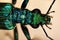 Swollen-thighed Beetle, Thick-legged Flower Beetle, False Oil Beetle, Oedemera nobilis