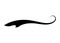 Swoosh typography text tail shape. Calligraphic decoration swish symbol. Retro underline, black stroke or ornament