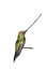 Sword-Billed Hummingbird