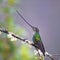 Sword-billed Hummingbird