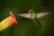 Sword-billed hummingbird, Ensifera ensifera, fling next to beautiful orange flover, bird with longest bill, in the nature forest h