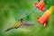 Sword-billed hummingbird, Ensifera ensifera, fly next to beautiful orange flower,bird with longest bill, in nature forest habitat,