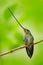 Sword-billed hummingbird, Ensifera ensifera, species of bird to have a bill longer than the rest of its body, bird with longest bi
