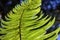 Sword fern details