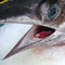 Sword fish closeup