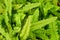 Sword or fishbone fern leaf fresh green background