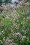 Sword-leaf dogbane, Apocynum venetum, flowering plant