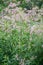 Sword-leaf dogbane, Apocynum venetum, flowering plant Bulgaria