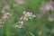 Sword-leaf dogbane, Apocynum venetum, flowers