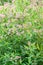 Sword-leaf dogbane Trachomitum venetum with pink flowers