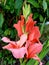 Sword lily also called gladioli. Gladiolus flower blossoms.