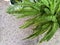 Swordfern Nephrolepis exaltata Called Boston fern also. Domestic plant
