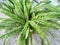 Swordfern Nephrolepis exaltata Called Boston fern also. Domestic plant