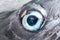 Swordfish eye close up detail