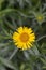 Swordleaf Inula