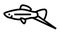swordtail fish line icon animation