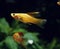 Swordtail Fish, xiphophorus helleri