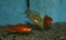 Swordtail and rosy barb swimming in tropical aquarium