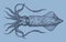 Swordtip squid, uroteuthis edulis from the Indo-Pacific Ocean in underside view