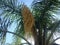 Syagrus Romanzoffiana Palm Tree Blossoming in Bright Sunlight in South Daytona in Florida.