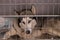 Syberian Husky in metallic cage at the veterinary clinic