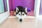 syberien husky in room