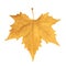 Sycamore Autumn Leaf Isolated