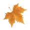 Sycamore Autumn Leaf Isolated