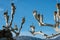 Sycamore close-up. Trees without leaves on a background of blue sky