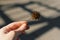 Sycamore fruit in the hands on the background of asphalt with shadows