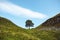 Sycamore Gap on Hadrians Wall Northumberland up close with vibrant colours with people in shot for scale