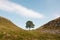 Sycamore Gap on Hadrians Wall up close no people with autumn colours