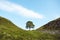 Sycamore Gap on Hadrians Wall up close no people with vibrant colours