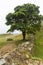 Sycamore Gap on the Roman Wall. Northumberland, England.