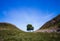 The Sycamore Gap tree located along Hadrian`s Wall in Northumberland