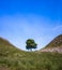 The Sycamore Gap tree located along Hadrian`s Wall in Northumberland