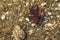 Sycamore leaf by the water in the lake. Brown sycamore leaves float on the water. Close up