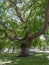 Sycamore Plane Tree