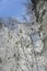 Sycamore Saplings in Snow in Scotland.