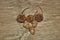 Sycamore Seed Pods and Acorns on Wood