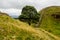 Sycamore tree above Once Brewed on Hadrian`s Wall Walk