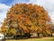 Sycamore Tree in Autumn.