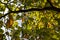 sycamore tree in the autumn season with foliage changing color