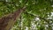 Sycamore tree with bare greenish yellow trunk and brown flaking bark