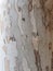 Sycamore tree bark