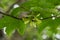 Sycamore tree branch detail with winged seeds / samaras