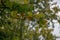 Sycamore tree branch with leaves starting to turn yellow at the start of Autumn.